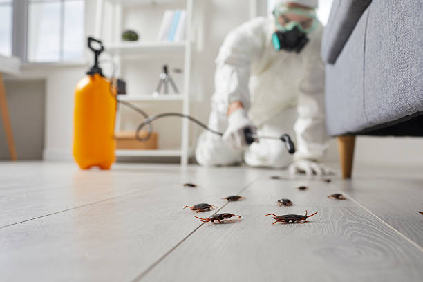 Commercial Kitchen Cockroach Control in Parkwood